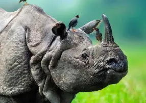 Explore Northeast India's Beauty with Hd Travels