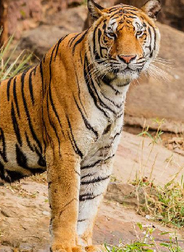 Explore Northeast India's Beauty with Hd Travels